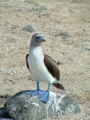 09-Blue-footed Booby